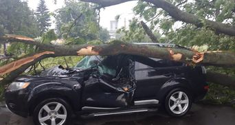 У Львові жінка відсудила у "Львівської політехніки" 73 тисячі гривень за розтрощене деревом авто