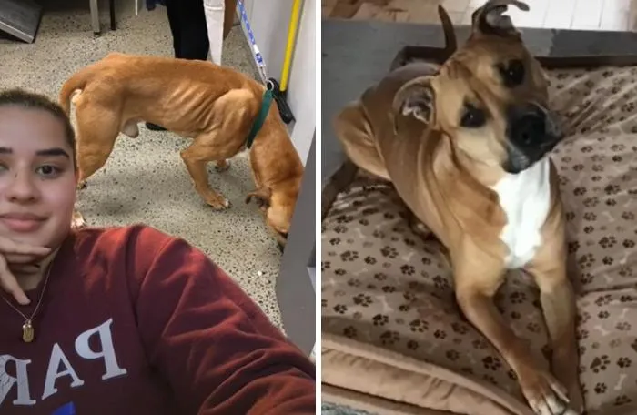 Смачна їжа і хороший догляд поставили усе на свої місця Смачна їжа і хороший догляд поставили усе на свої місця