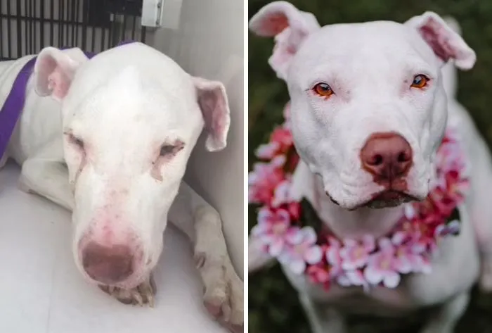 Нещасне створіння розцвіло і ніби сяє в новому домі Нещасне створіння розцвіло і ніби сяє в новому домі