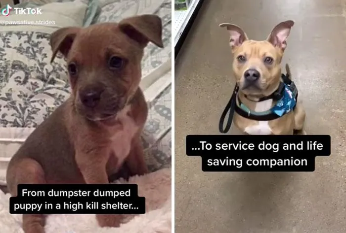 …Став службовим собакою …Став службовим собакою