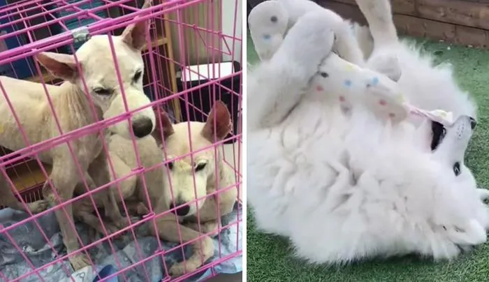 Хто б міг подумати, що цей пес так трансформується Хто б міг подумати, що цей пес так трансформується