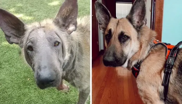 Цю красуню вилікували й забрали в родину Цю красуню вилікували й забрали в родину