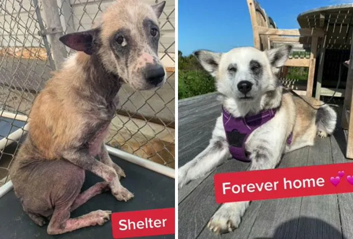 З нещасного хворого цуценяти виріс такий красунчик З нещасного хворого цуценяти виріс такий красунчик