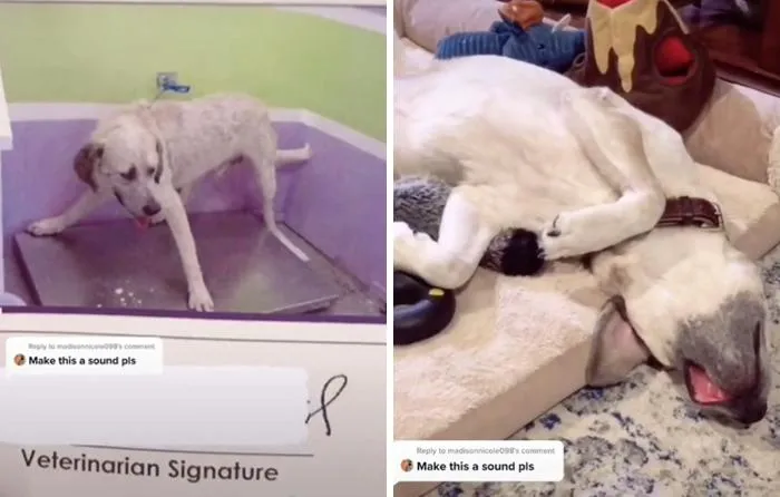 Від зляканого і напруженого собаки з притулку не залишилося й сліду Від зляканого і напруженого собаки з притулку не залишилося й сліду