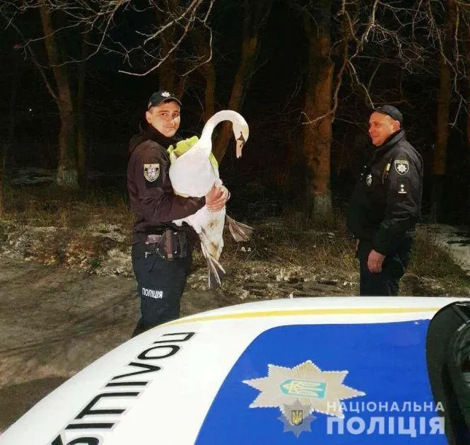 Далекобійник вчасно помітив лебедя і загальмував Далекобійник вчасно помітив лебедя і загальмував