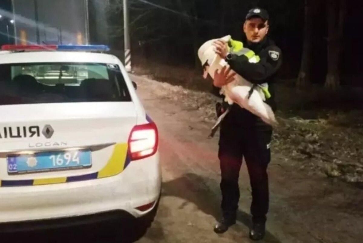 В Винницкой области спасли лебедя