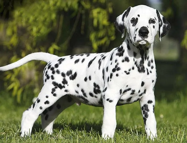 Саме морда далматина була визнана найпривабливішою Саме морда далматина була визнана найпривабливішою