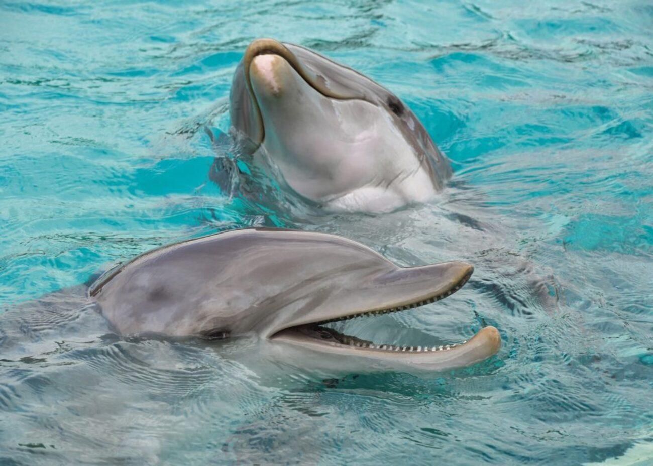 Через Кримський міст з Азовського моря зникли рідкісні дельфіни 