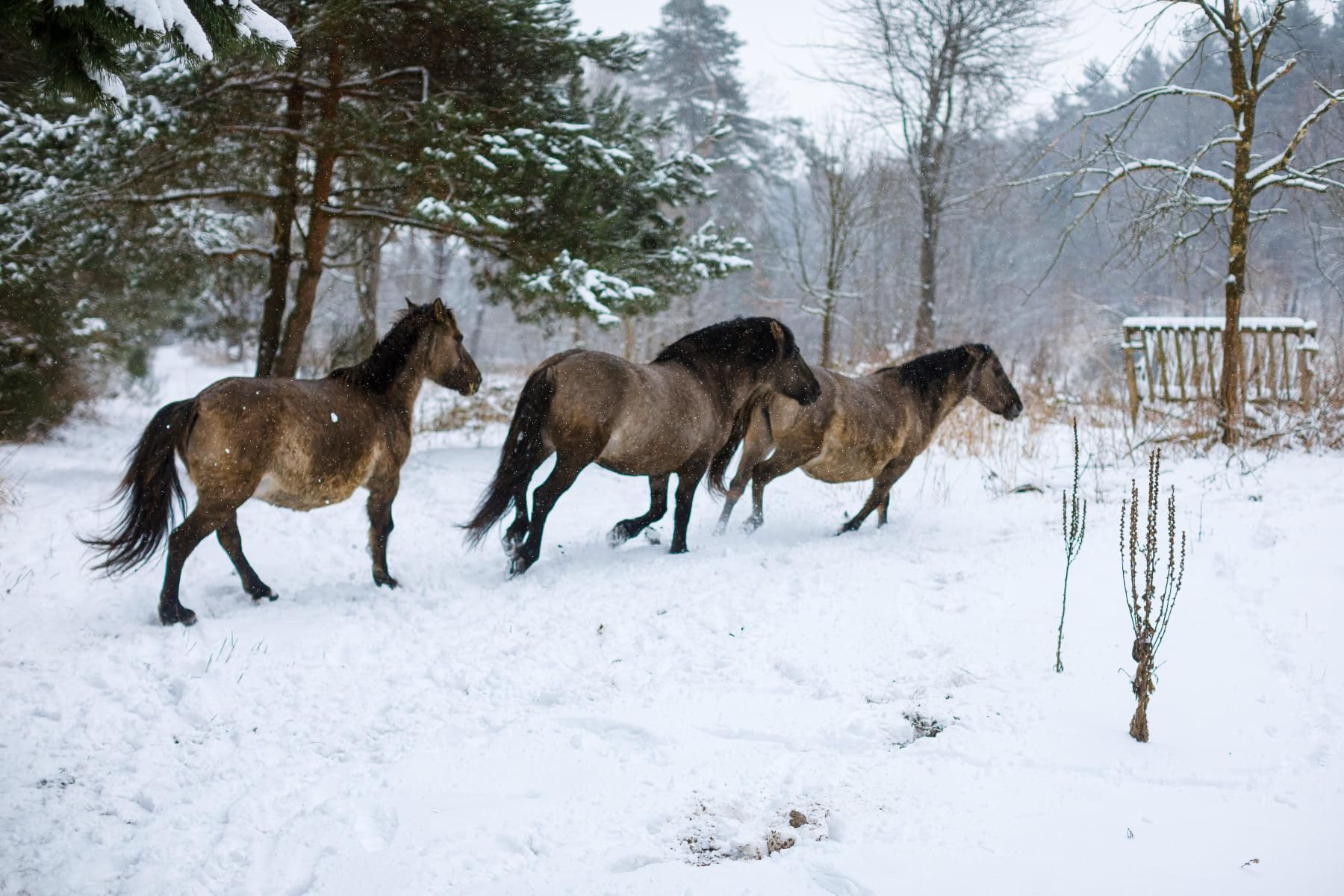 На Львівщині розводять нащадків рідкісних диких коней тарпанів
