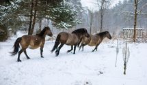 На Львовщине разводят потомков редких диких лошадей тарпанов: их уничтожили в XX веке