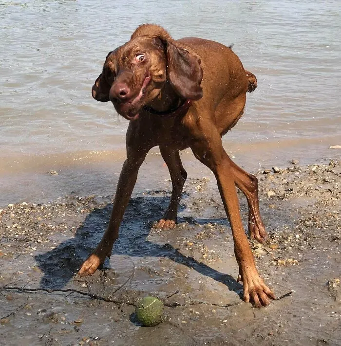 Пес, который отряхивается от воды, выглядит, как пришелец