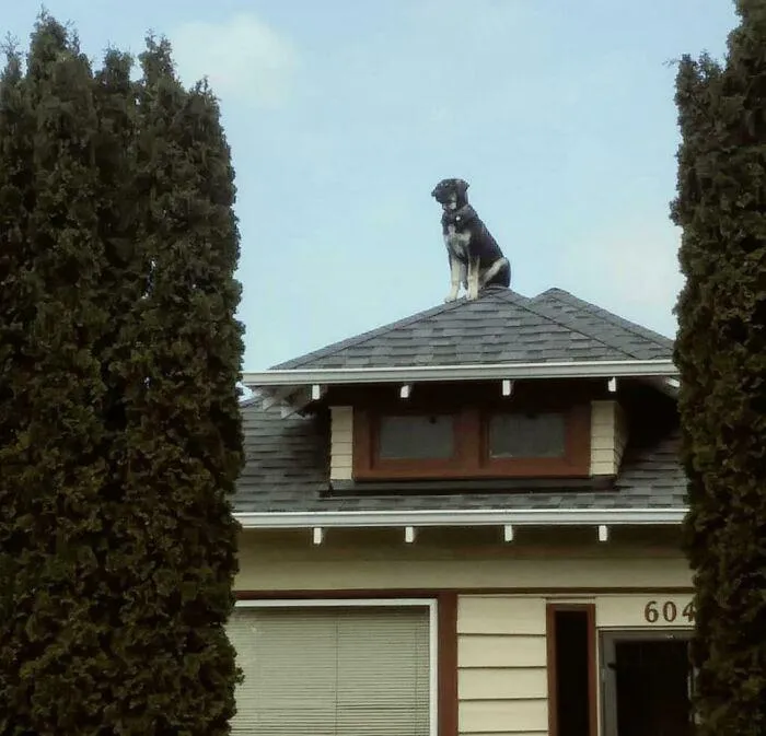 Как пес оказался на крыше – загадка