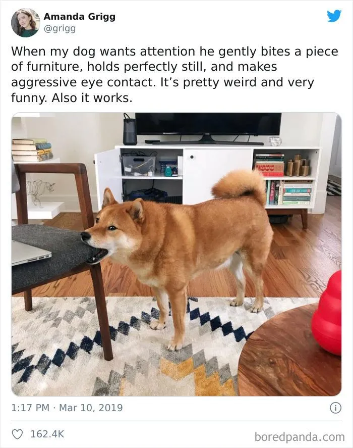 Цей смішний пес кусає меблі, коли хоче, щоб з ним погралися 