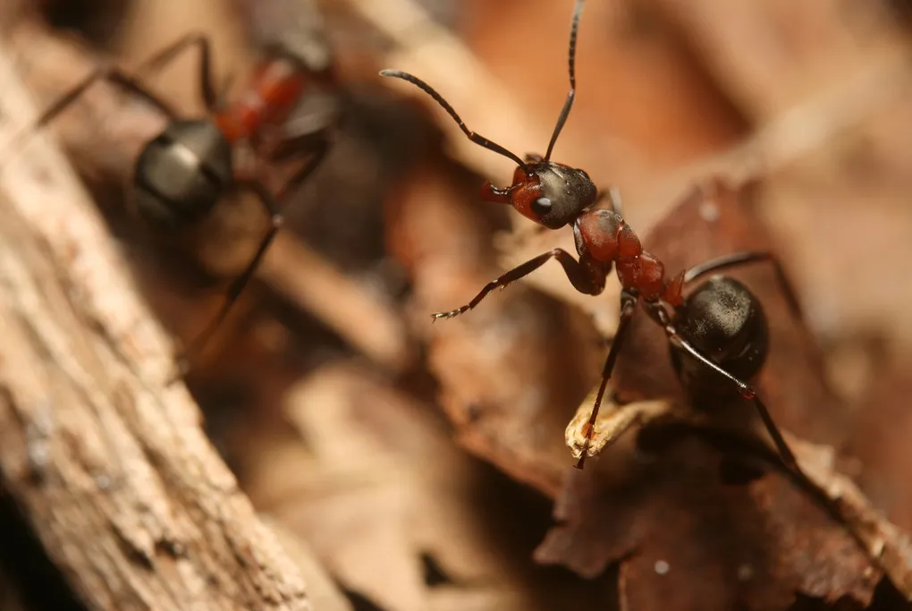 Існують мурахи, які відповідають за температуру в мурашнику