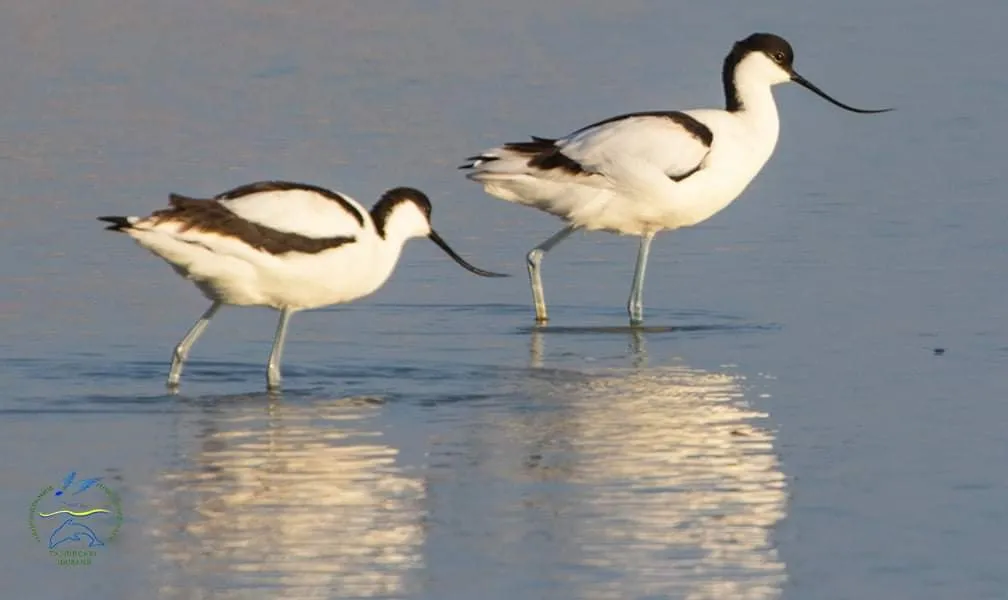 Чоботарі Чоботарі