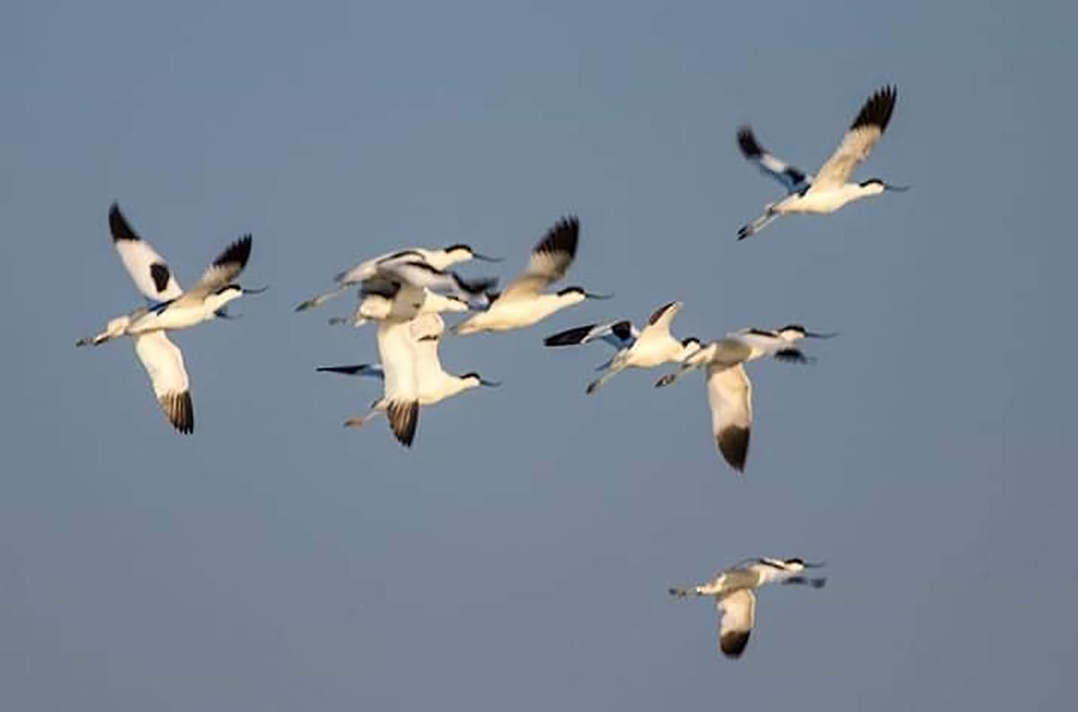 Одесский заповедник посетили редкие птицы сапожники – фото Одесский заповедник посетили редкие птицы сапожники – фото