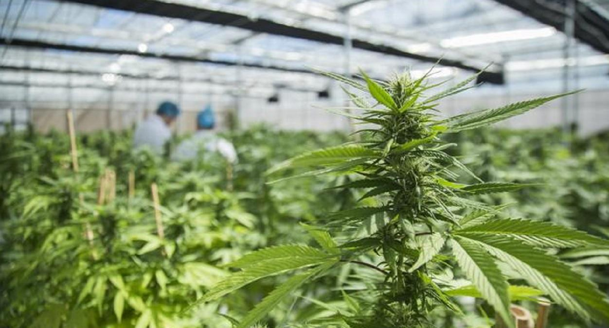 16 штат США легализовал марихуану: какой именно