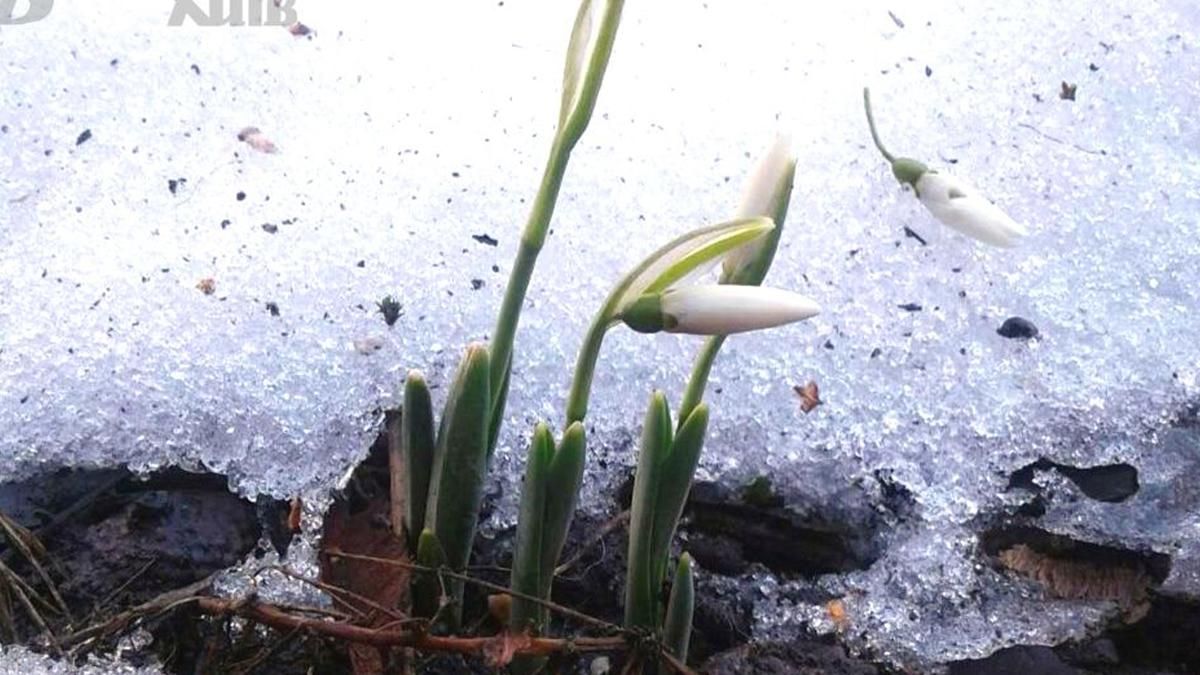 У Києві розпустилися підсніжники: фото У Києві розпустилися підсніжники: фото