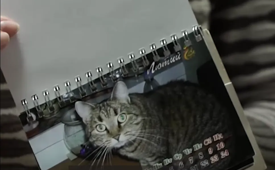 Кошка имеет даже календарь с собственными фото Кошка имеет даже календарь с собственными фото
