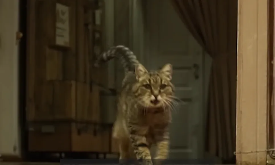 Гапа живет в музее более 17 лет Гапа живет в музее более 17 лет