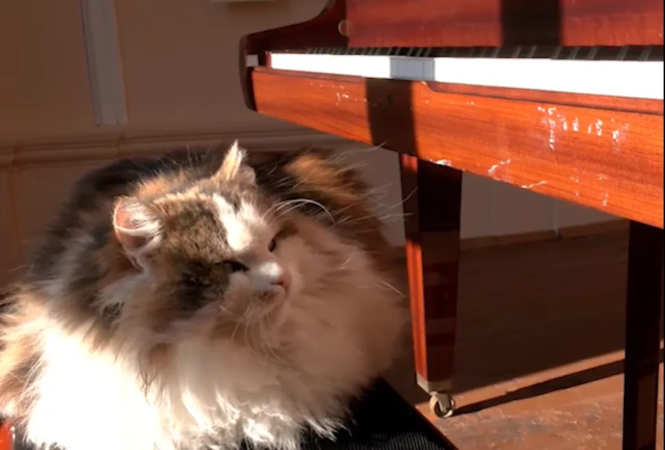 Буся любит встречать посетителей музея Буся любит встречать посетителей музея