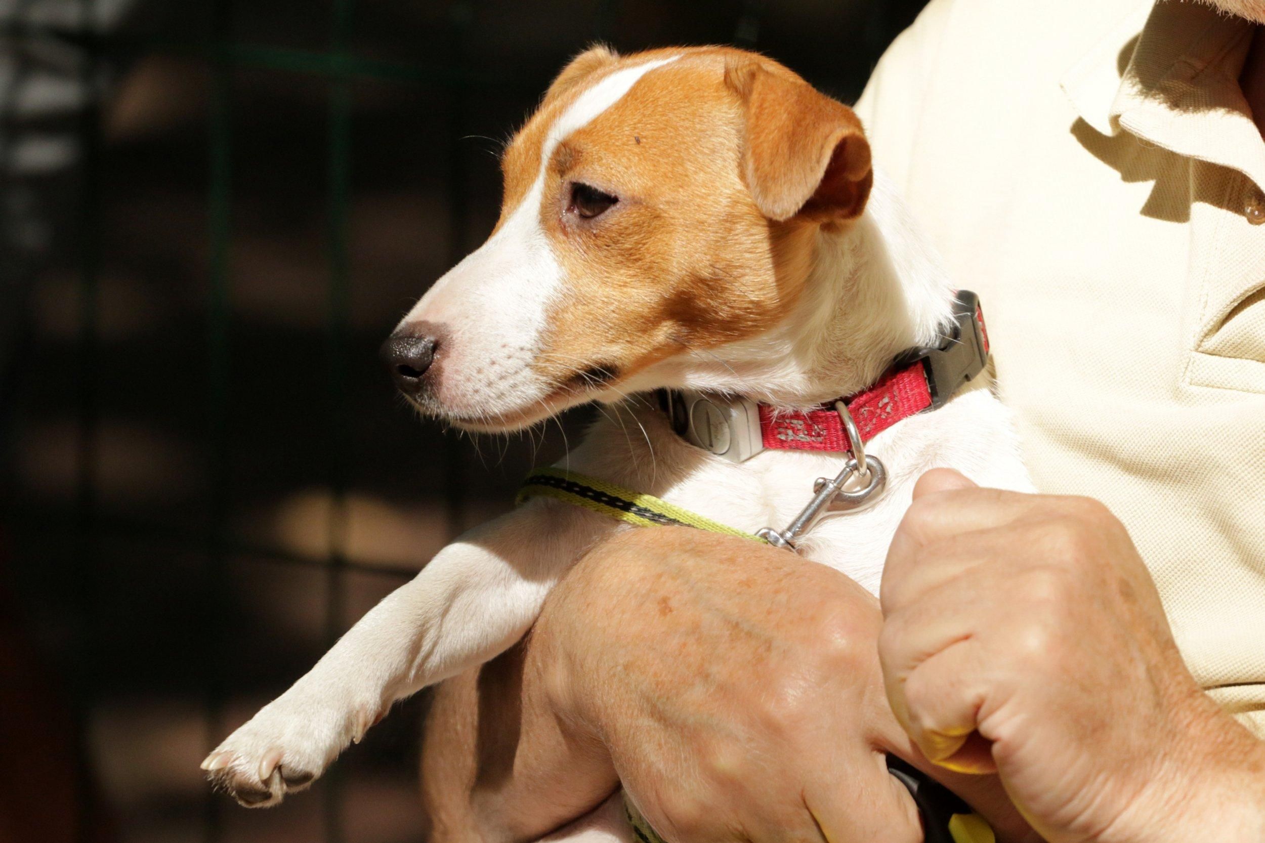 Жуткая находка: в одном из сел Львовщины собаки принесли во двор человеческую ногу - видео