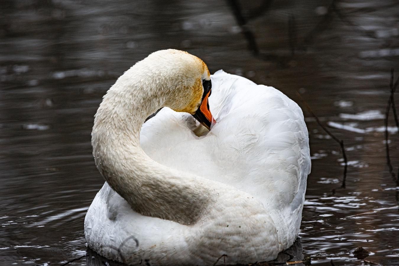 На Херсонщине погибли 20 лебедей: тела птиц передали для экспертизы На Херсонщине погибли 20 лебедей: тела птиц передали для экспертизы