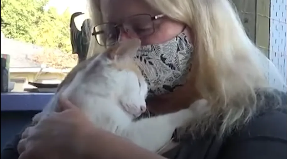 Котам пощастило знайти родину Котам пощастило знайти родину