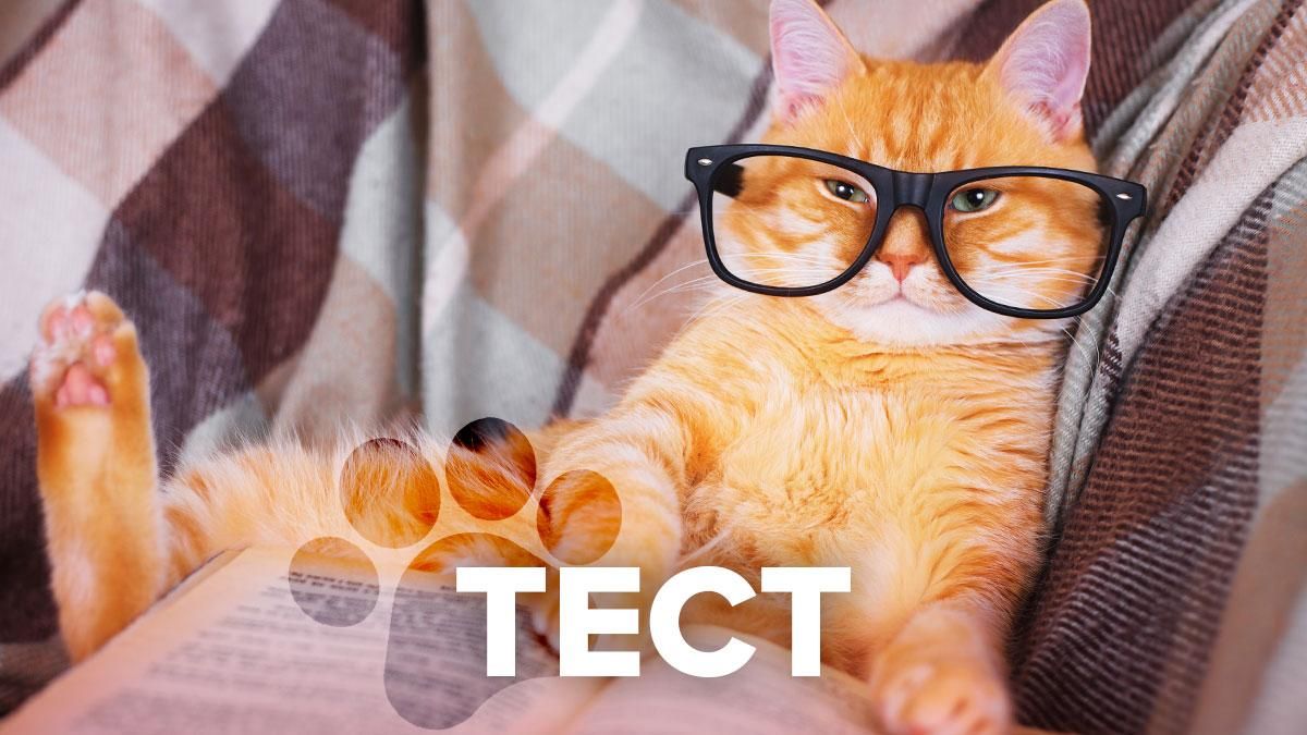 Насколько ты - литературный котик: праздничный тест Насколько ты - литературный котик: праздничный тест