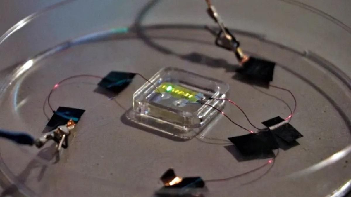 Європейські вчені винайшли татуювання з OLED-підсвічуванням, яке показує про стан здоров'я Європейські вчені винайшли татуювання з OLED-підсвічуванням, яке показує про стан здоров'я