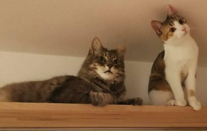 2 кошки, которые стали причиной оптической иллюзии