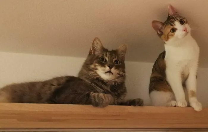 2 кошки, которые стали причиной оптической иллюзии 2 кошки, которые стали причиной оптической иллюзии