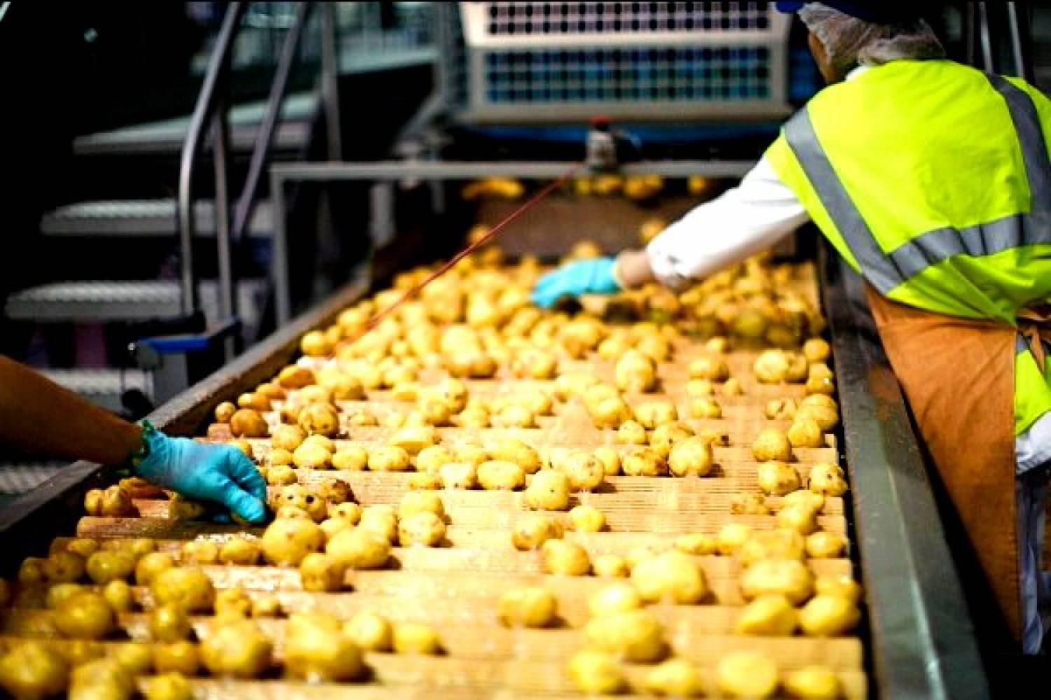 На Львівщині побудують завод з переробки картоплі за 7 мільйонів доларів