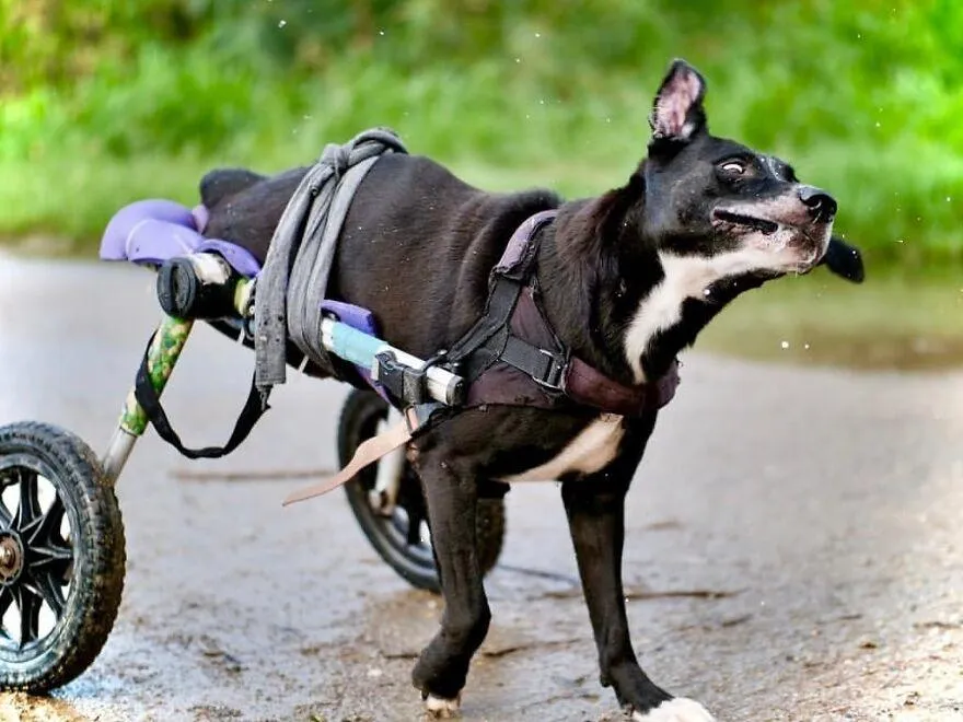 Собаки з інвалідністю радіють життю