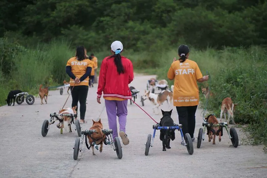 Волонтеры помогают ухаживать за собаками
