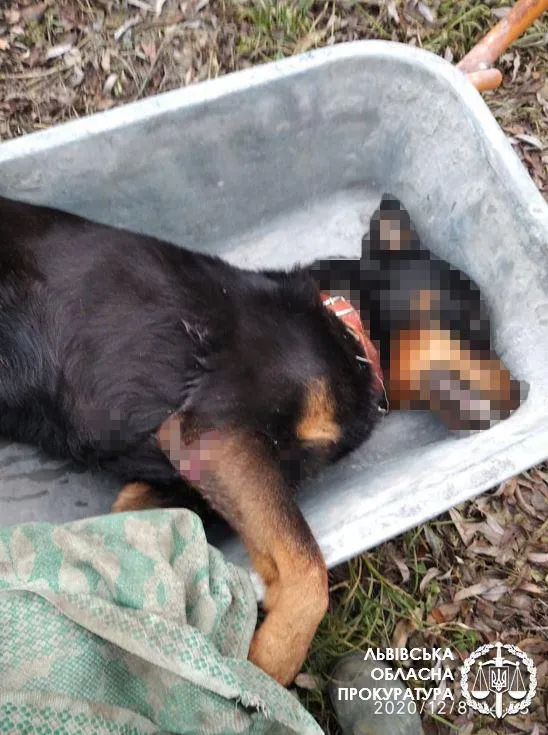 На Львівщині чоловік застрелив 2 сусідських  собак: йому загрожує в'язниця – фото 18+