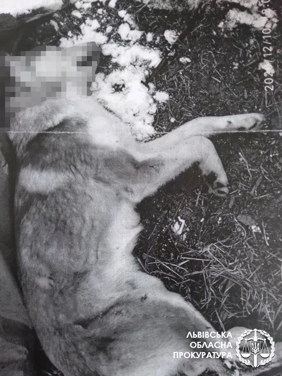 На Львівщині чоловік застрелив 2 сусідських собак: йому загрожує в'язниця – фото 18+ На Львівщині чоловік застрелив 2 сусідських собак: йому загрожує в'язниця – фото 18+