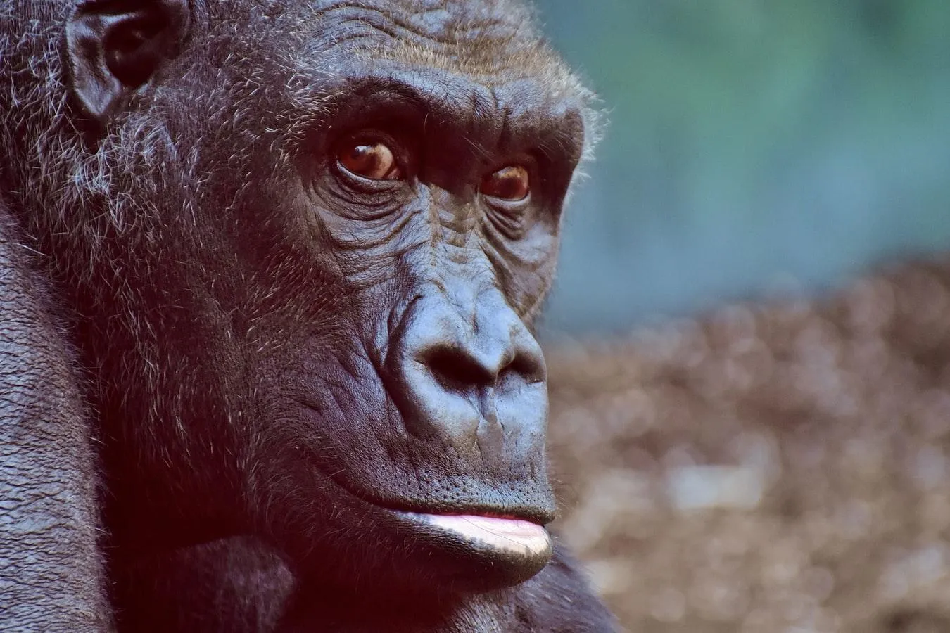 То, что гориллы болеют коронавирусом, изрядно беспокоит ученых