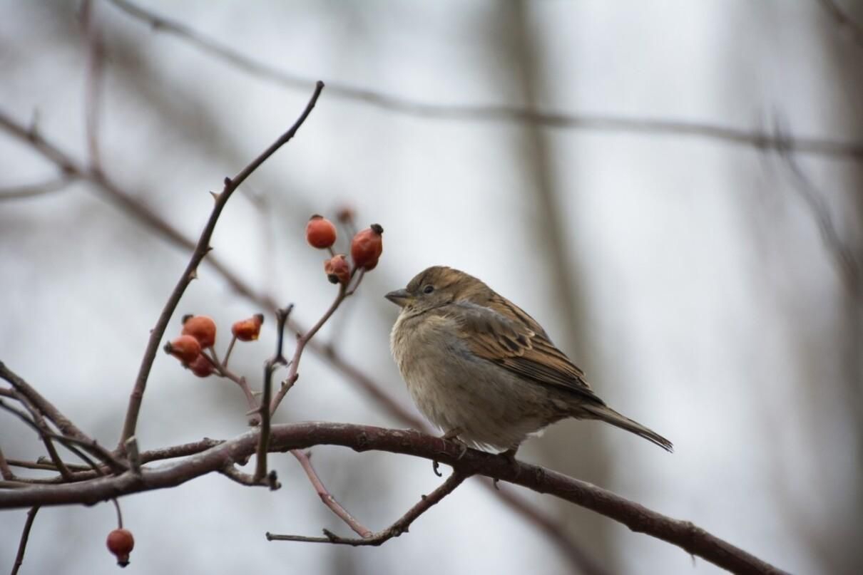 Погода 7 березня 2021: прогноз від синоптиків України Погода 7 березня 2021: прогноз від синоптиків України