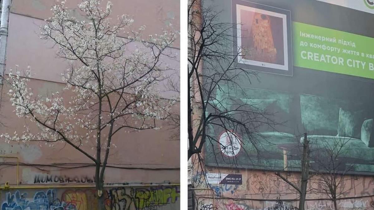 У Києві заради реклами знищили дерево магнолії: розгорівся скандал 