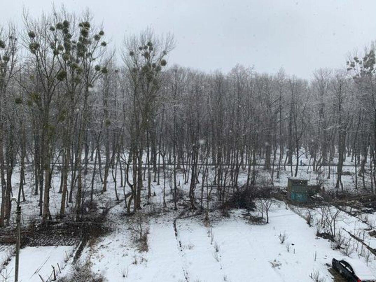 Зима вернулась: Львов снова засыпало снегом - фото 