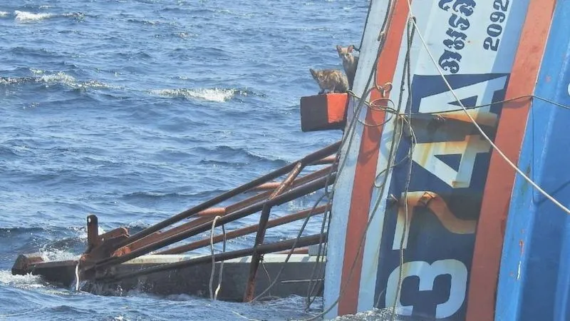 Героїчний моряк врятував кошенят Героїчний моряк врятував кошенят
