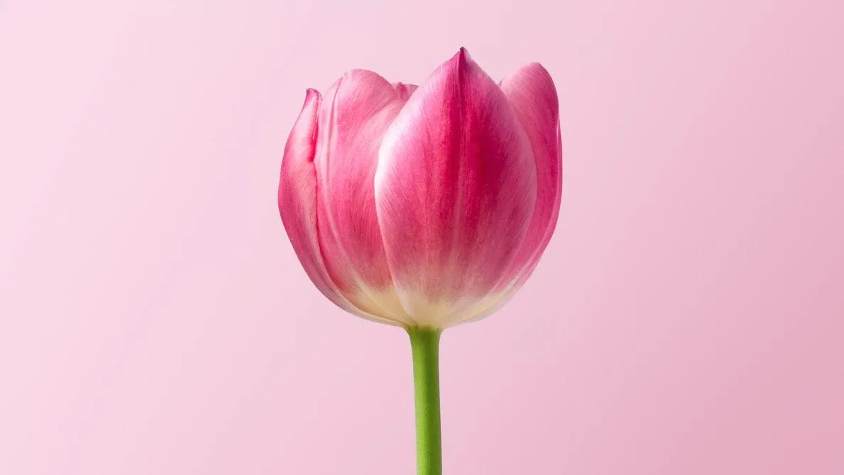 На 8 березня дарують тюльпани