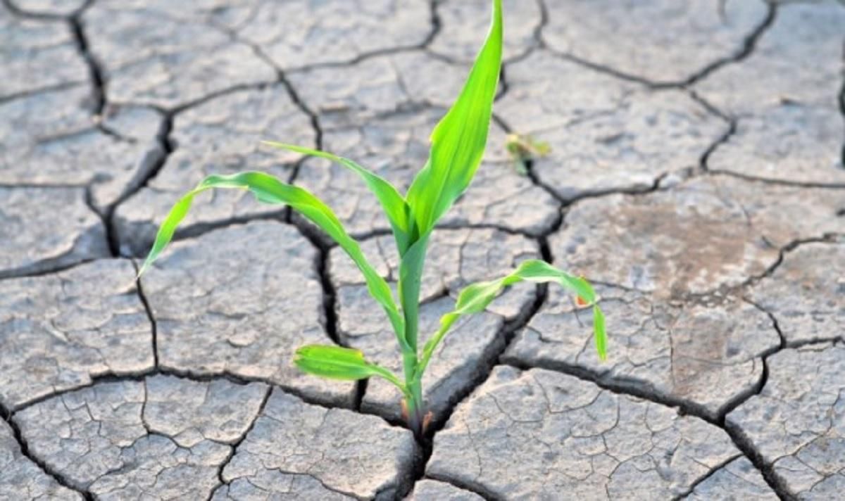 Синоптики прогнозируют в Украине сильной засухи в 2021