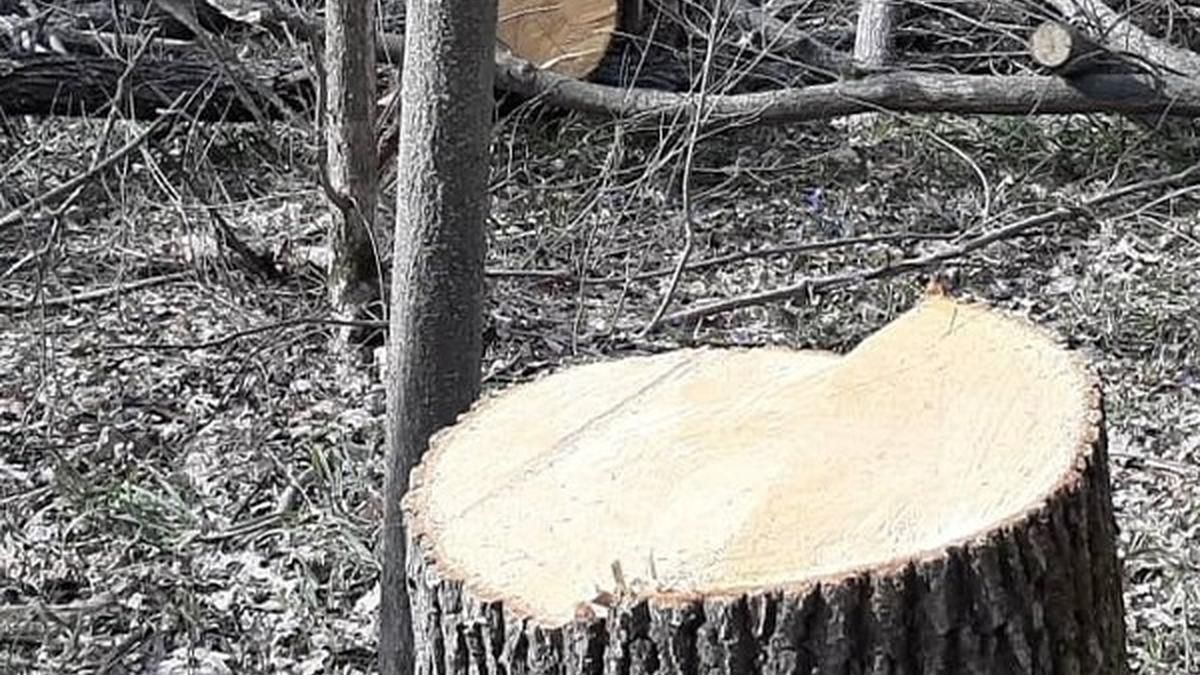 На Харківщині судитимуть поліцейських, які кришували лісорубів