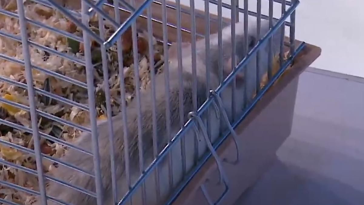 Саакашвили на эфир Свободы слова Савика Шустера принес живую крысу: смотрите видео Саакашвили на эфир Свободы слова Савика Шустера принес живую крысу: смотрите видео