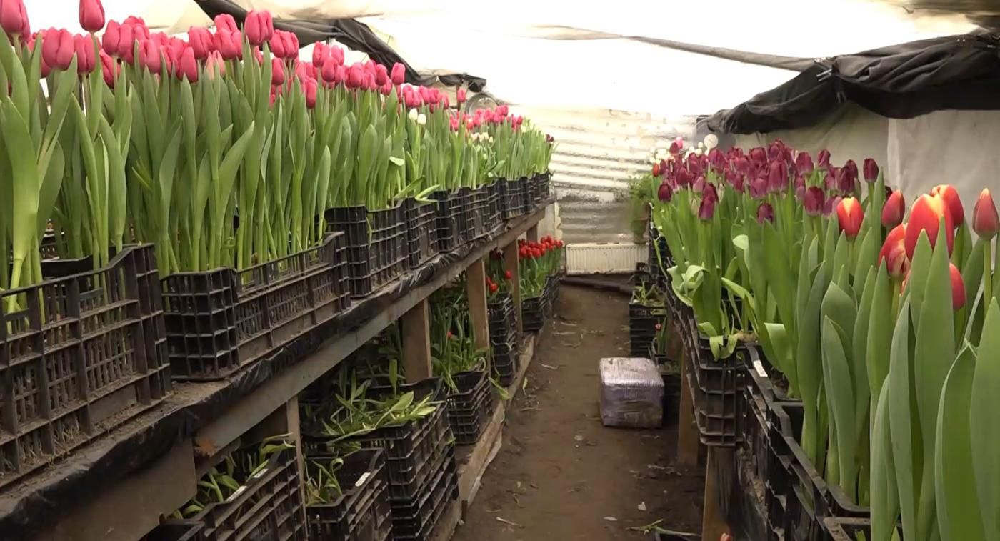 У Вінниці вирощують тюльпани серед багатоповерхівок