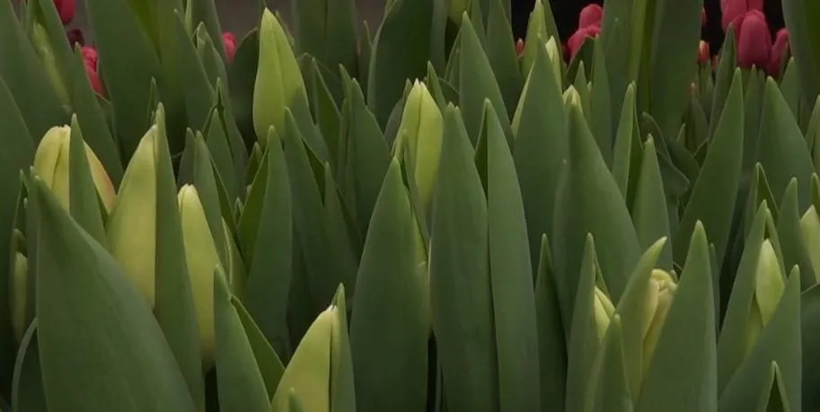 Зелені тюльпани
