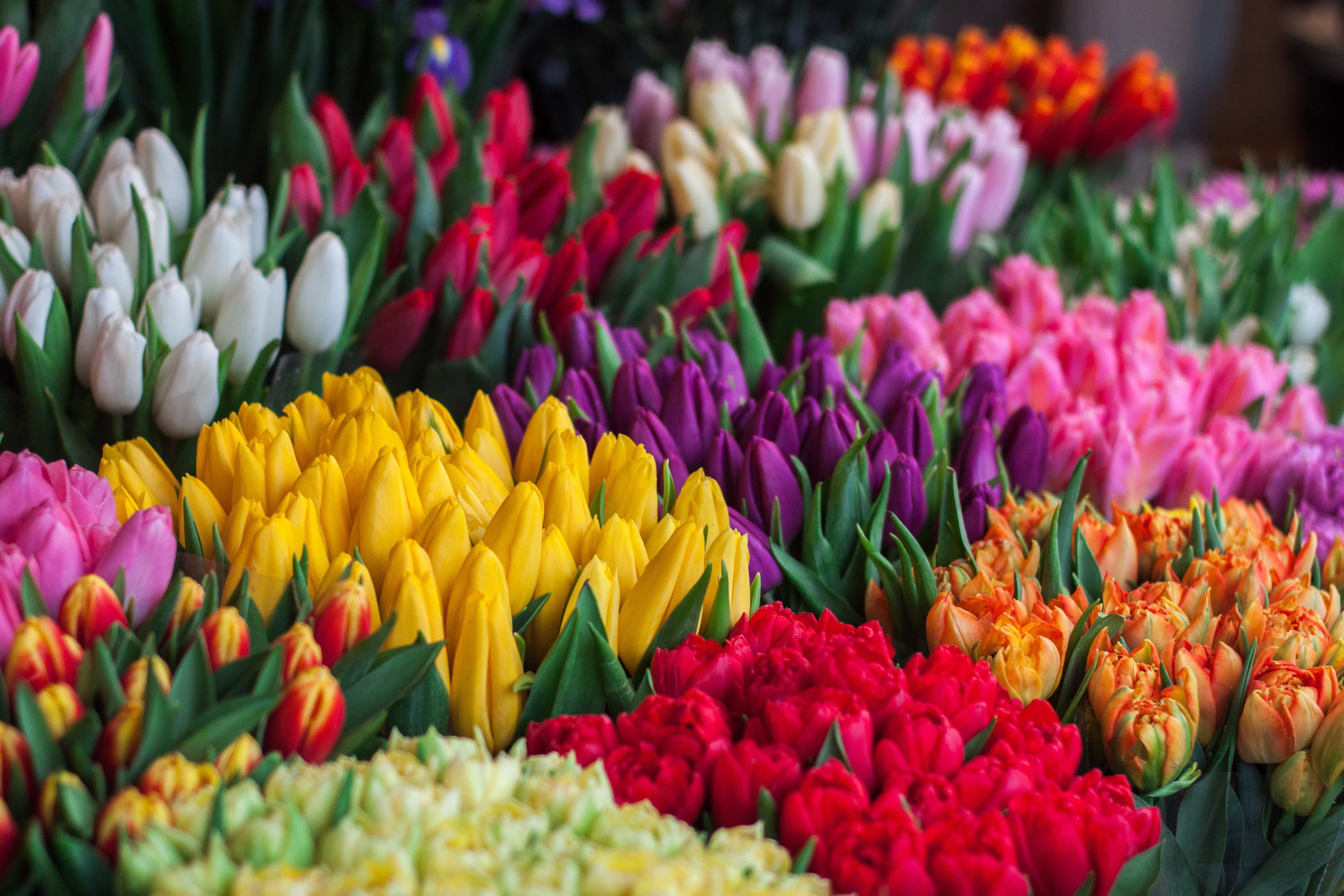 Скільки коштують квіти до 8 березня 2021: ціни в Україні