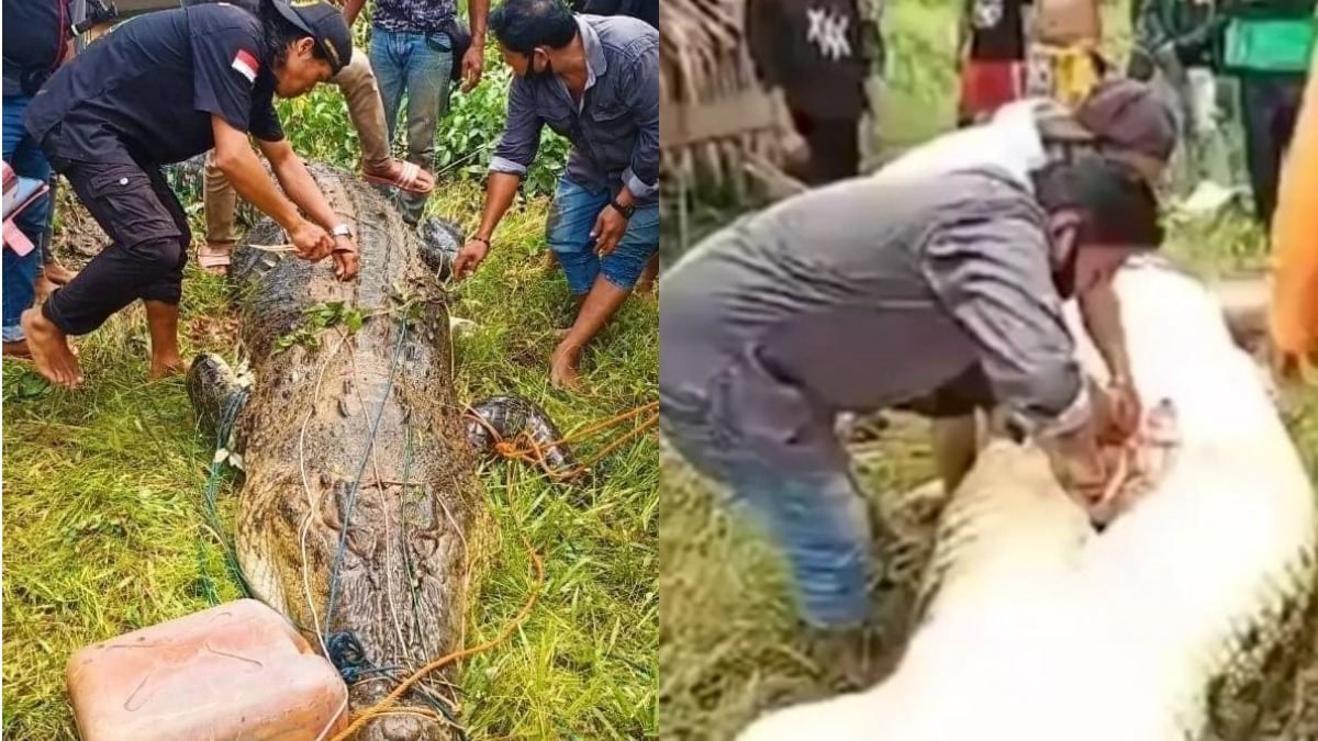 В Індонезії крокодил повністю проковтнув 8-річного хлопчика: фото В Індонезії крокодил повністю проковтнув 8-річного хлопчика: фото